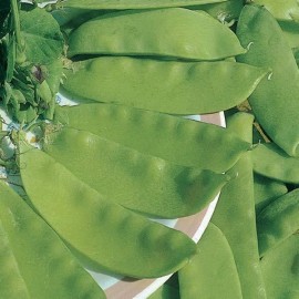 Pois mangetout Bamby