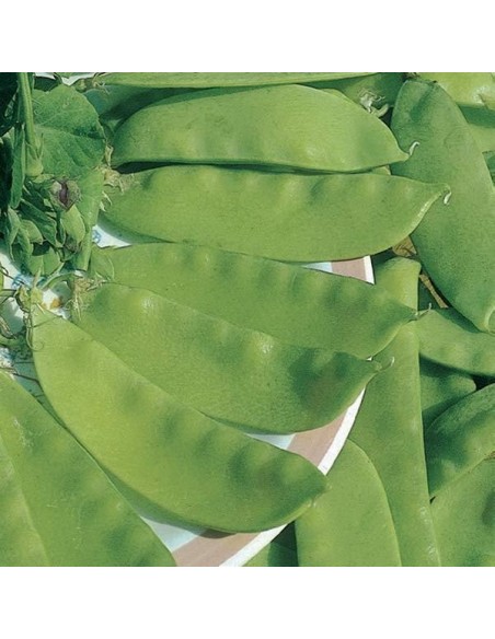 Pois mangetout Bamby