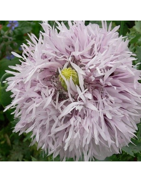 Graines Papaver somniferum "Lilac Pompom" (Pavot à opium)