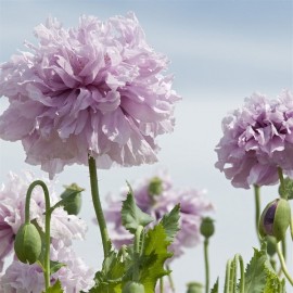 Graines Papaver somniferum "Lilac Pompom" (Pavot à opium)