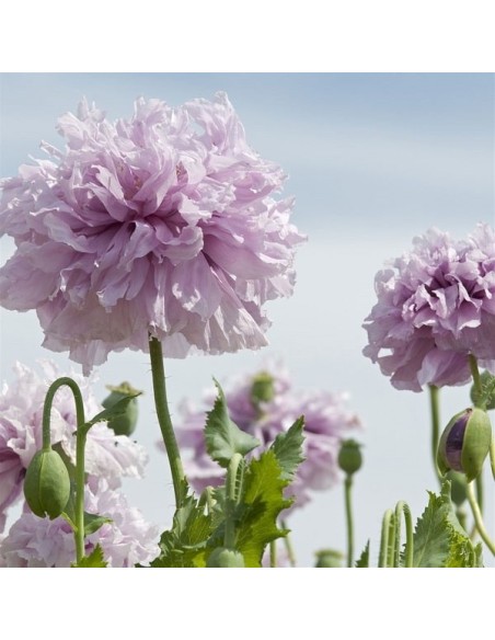 Graines Papaver somniferum "Lilac Pompom" (Pavot à opium)