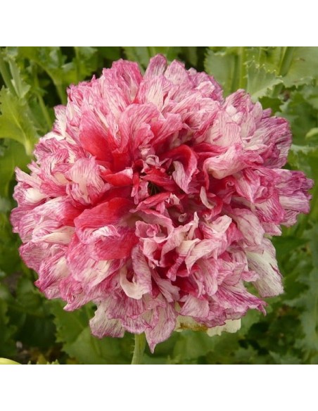 Graines Papaver somniferum 'Flemish Antique' (Pavot à opium)