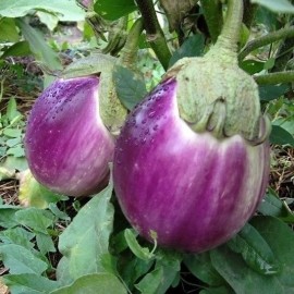 Aubergine 'Rosa Bianica'