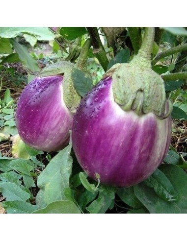 Aubergine 'Rosa Bianica'