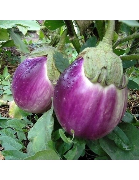 Aubergine 'Rosa Bianica'