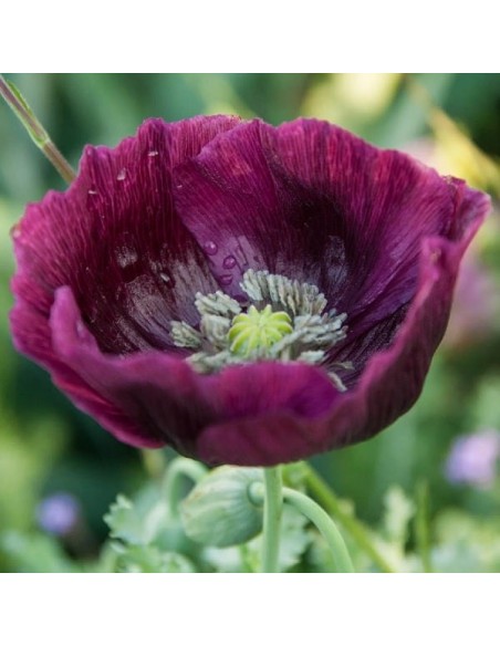 Pavot à opium Lauren's Grape (Papaver somniferum)