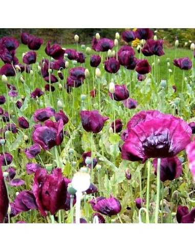Pavot à opium Lauren's Grape (Papaver somniferum)