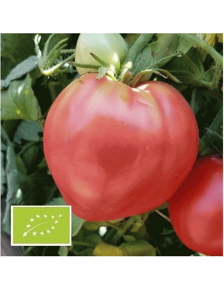 Tomate Cœur de bœuf Russe BIO