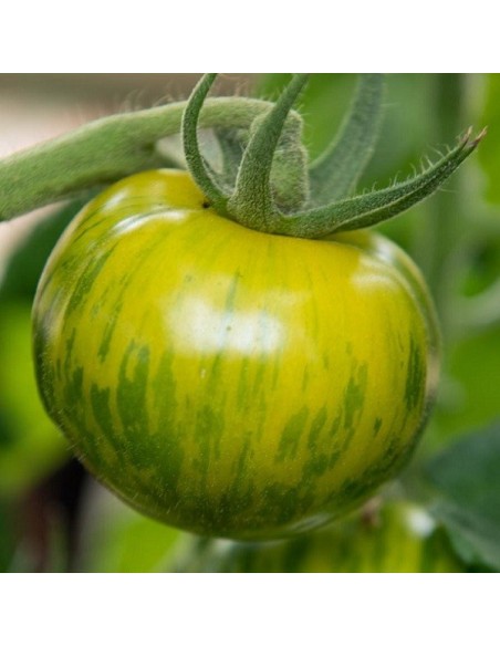 Graines Tomate ancienne 'Green Zebra'