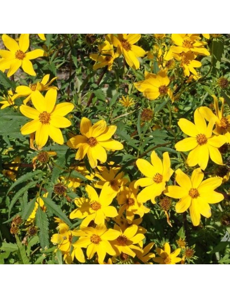 Graine Bidens aristosa mutica