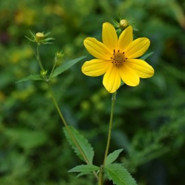 Graine Bidens aristosa mutica