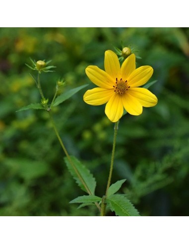 Graine Bidens aristosa mutica
