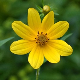 Graine Bidens aristosa mutica