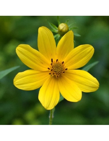 Graine Bidens aristosa mutica