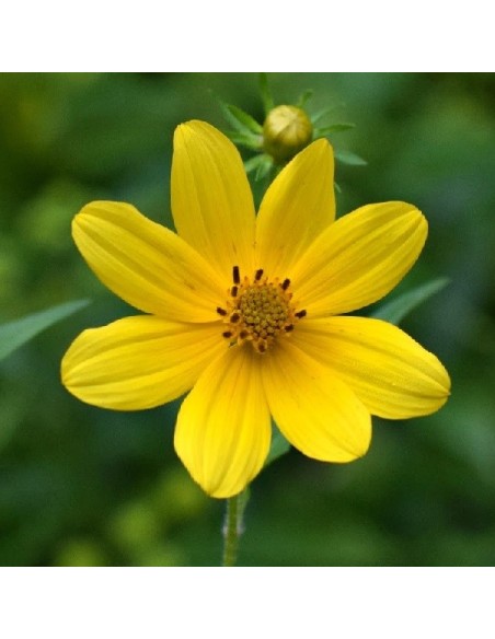 Graine Bidens aristosa mutica