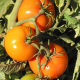 Kit futé - Des Tomates pour Ma Région n°1 - Climat Frais & Saison Courte
