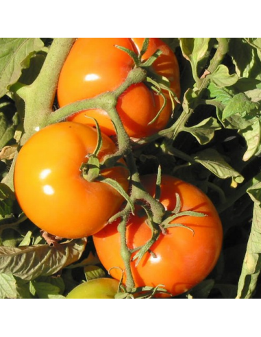 Kit futé  - Des Tomates pour Ma Région n°1 - Climat Frais & Saison Courte