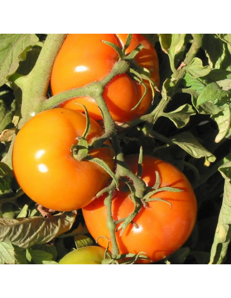 Kit futé  - Des Tomates pour Ma Région n°1 - Climat Frais & Saison Courte