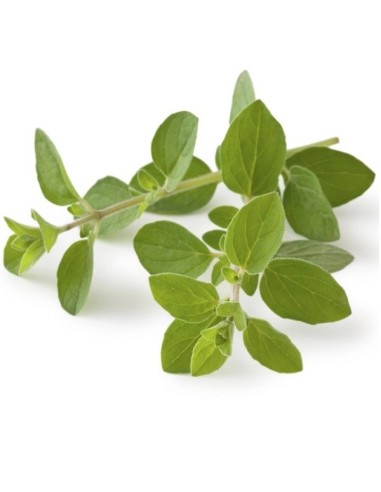 Origanum vulgare (Origan)