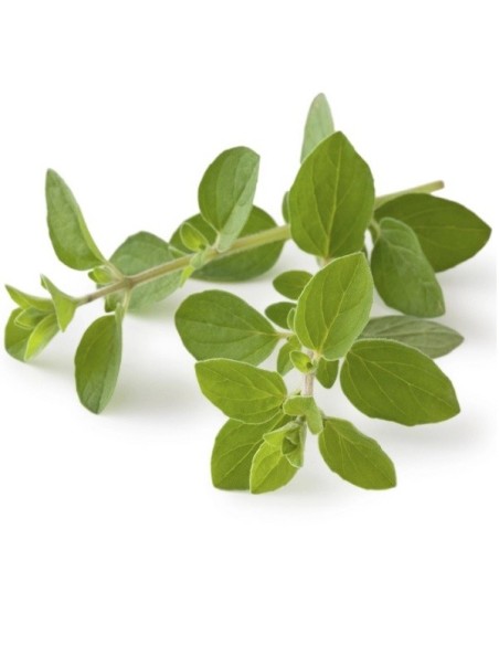 Origanum vulgare (Origan, marjolaine)