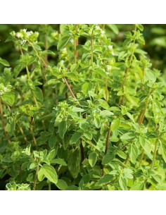 Origanum vulgare (Origan, marjolaine) 2