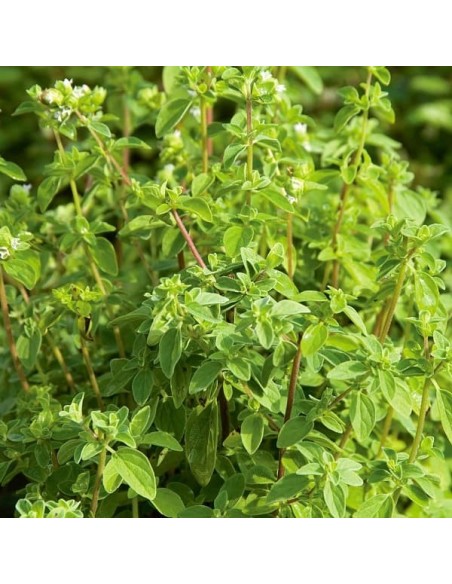 Origanum vulgare (Origan, marjolaine)