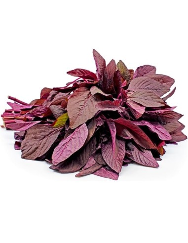 Epinard chinois 'Asia Red'