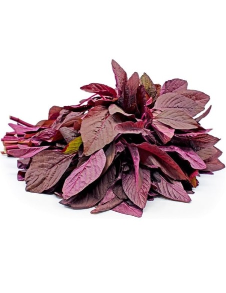 Epinard chinois 'Asia Red'