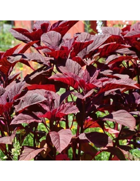 Epinard chinois 'Asia Red'