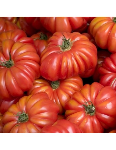 Kit futé  - Mes Tomates Insolites