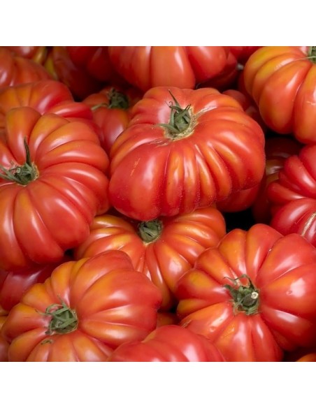 Kit futé  - Mes Tomates Insolites