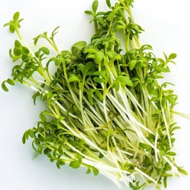 Cresson Alénois Commun