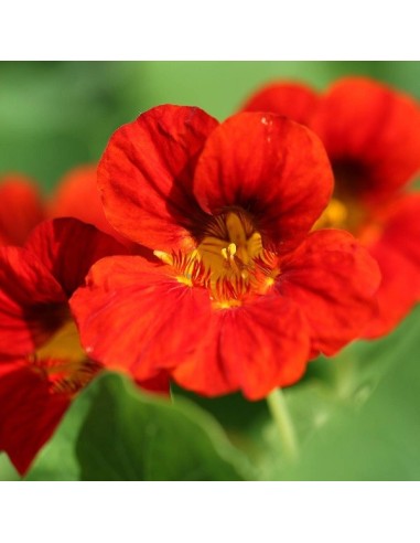 Graines Tropaeolum nanum 'Empress of India' (Capucine naine)