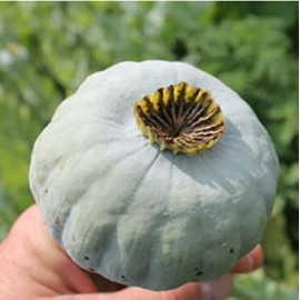 Papaver 'Giganteum' (Pavot à opium)