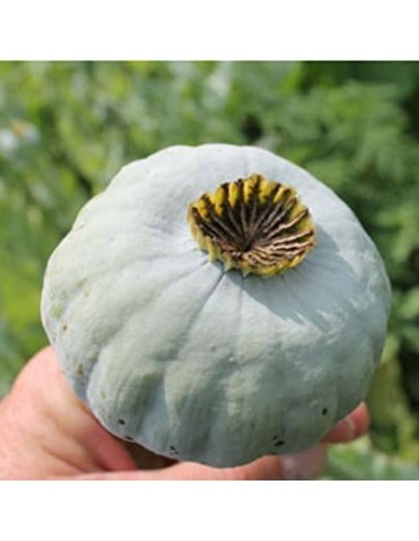 Papaver 'Giganteum' (Pavot à opium)