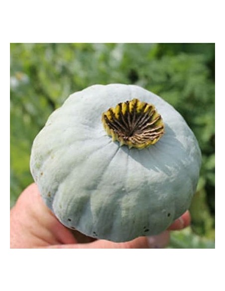 Papaver 'Giganteum' (Pavot à opium)