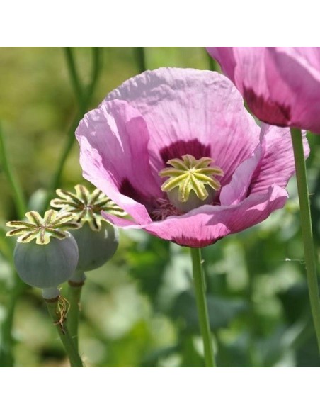 Papaver 'Giganteum' (Pavot à opium)