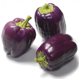 Graines Poivron 'Purple Beauty'