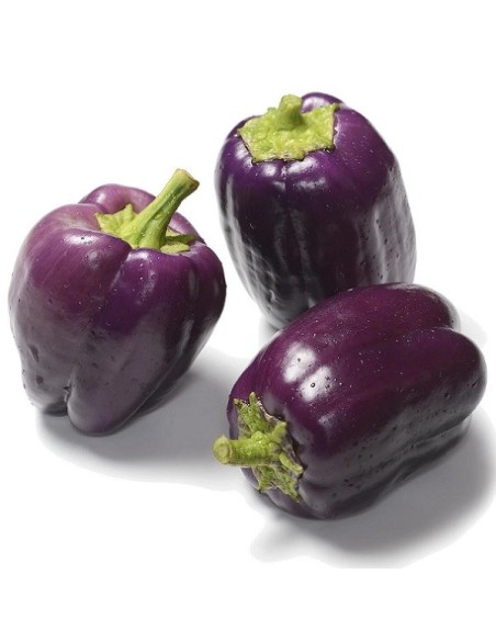 Graines Poivron 'Purple Beauty'