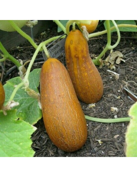 Graine Concombre Poona Kherra