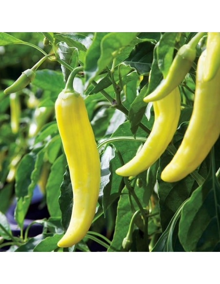 Graines Poivron jaune 'Sweet banana'