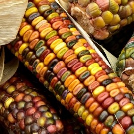 Zea mays 'Fiesta' (Mais d'ornement)