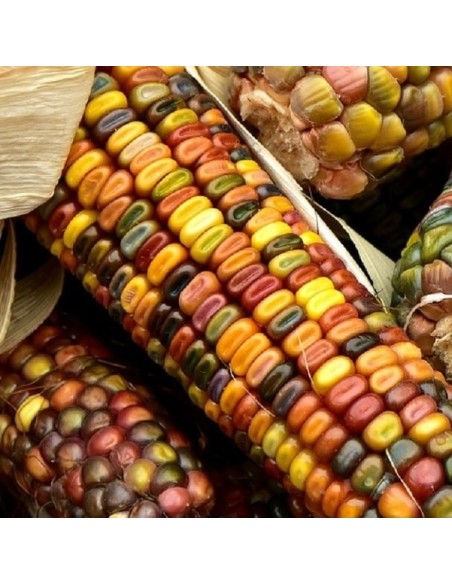 Zea mays 'Fiesta' (Mais d'ornement)