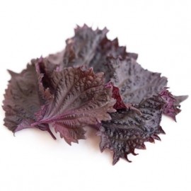 Shiso pourpre (ou Périlla rouge)