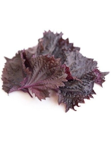 Shiso pourpre (ou Périlla rouge)
