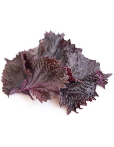 Shiso pourpre (ou Périlla rouge)