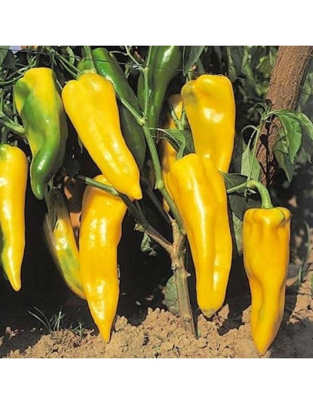 Graines Poivron 'Corno di Toro Giallo' (Corne de Taureau jaune)