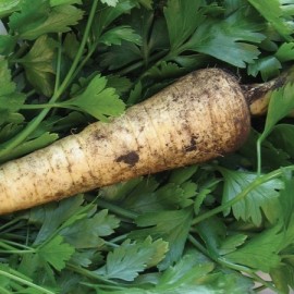 Persil tubéreux (Persil de Hambourg)