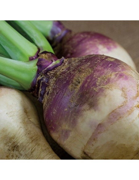 Graines Rutabaga (Choux Siam)