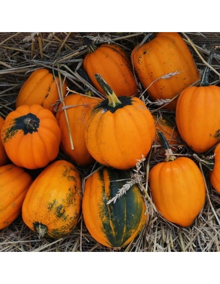 Graines Courge 'Table Gold Acorn'